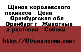 Щенок королевского пекинеса › Цена ­ 4 000 - Оренбургская обл., Оренбург г. Животные и растения » Собаки   